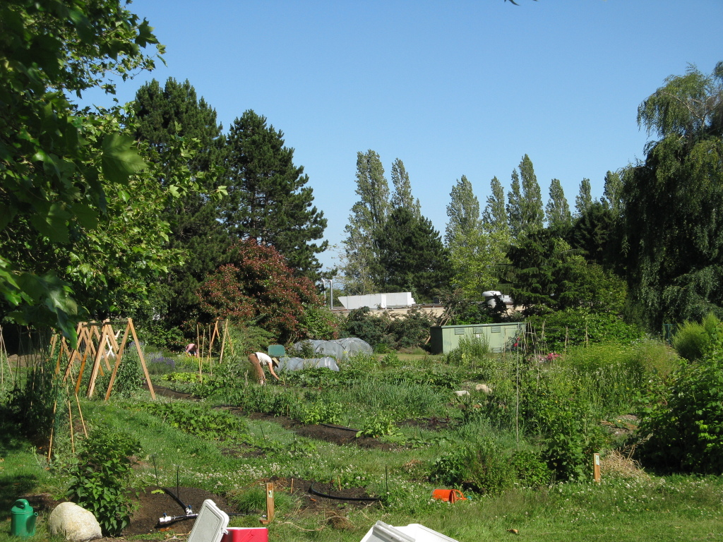This image depicts the Farmers on 57th Garden in July. It is lush and sunny with blue skies.